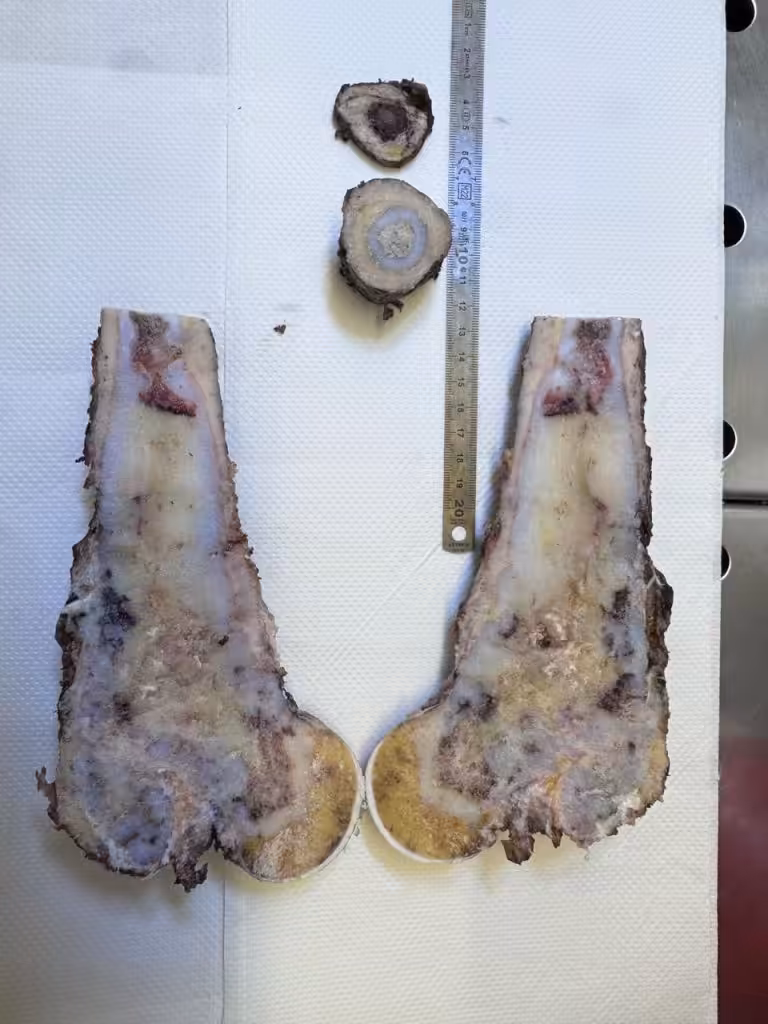 Case Image